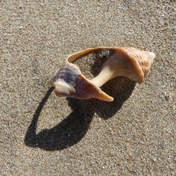 Broken beach shell and shadow