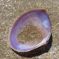 Rayed trough shell on sand