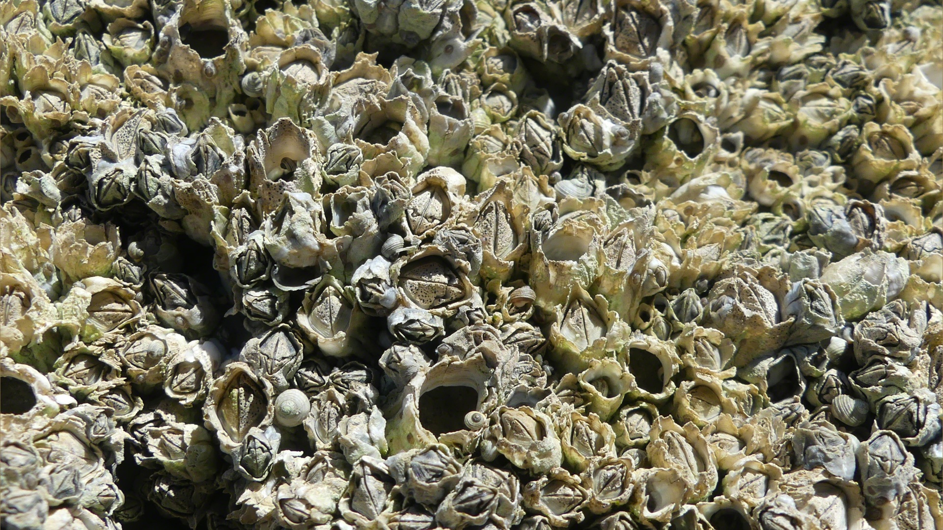Successive generations of barnacles on rocks