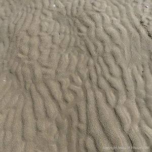 Rain-pocked wet sand ripples