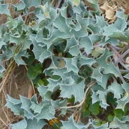 Sea Holly growing in the dunes