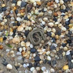 Mostly tiny cockle shells washed up on the strandline en masse