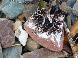 Beach stone with kelp holdfast