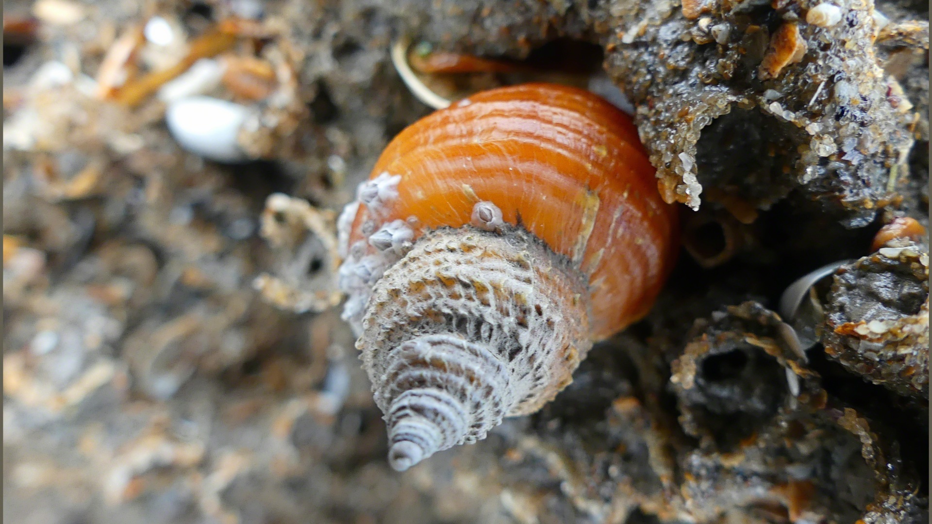 Dog whelk on honeycomb worm reef showing unusual shell features