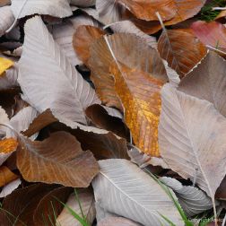 Dull brown fallen autumn leaves
