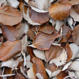 Dull brown fallen autumn leaves