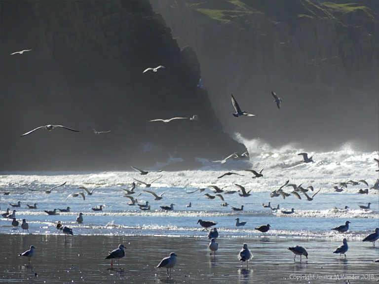 Gulls on the shore and feeding in the surf