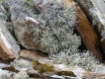 Lichen on a stone wall