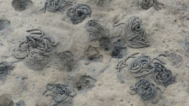 Worm casts on the seashore