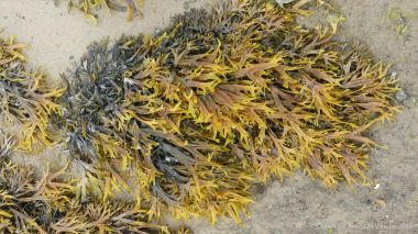 Horned or Estuary Wrack at Waulkmill Bay on West Mainland in Orkney