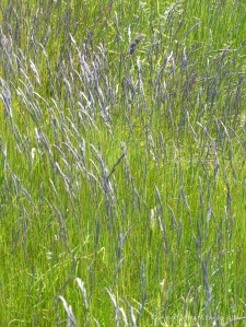 Vibrant green grass with blue-tinged seed heads
