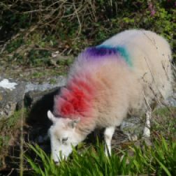 Rhossili sheep