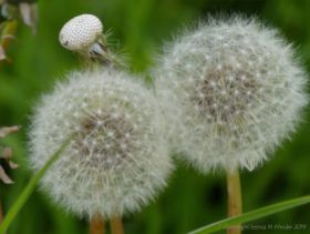 Dandelions gone to seed