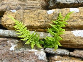 Ferns in a stone wall