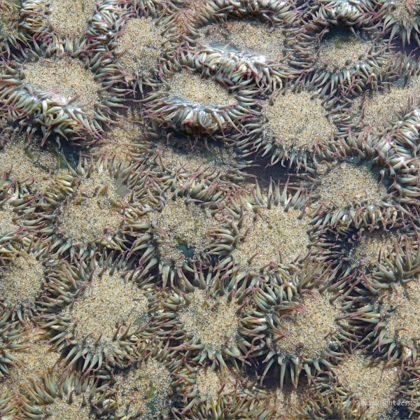 Surf or Aggregating Anemones on the Oregon Coast