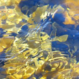 Seaweed under water as an abstract image