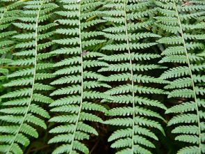 Photograph of green ferns