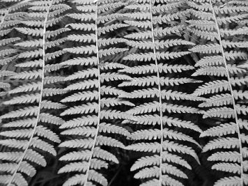 Black and white fern photograph