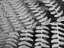 Black and white fern photograph