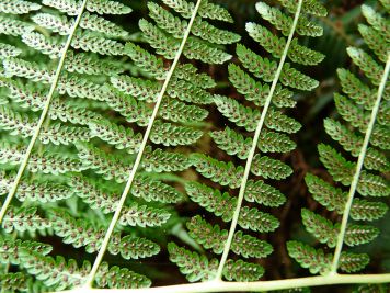 Photograph of green ferns
