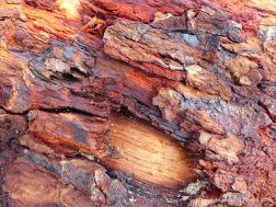 Detail of bark on driftwood