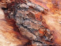 Detail of bark on driftwood
