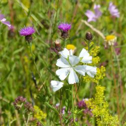 Common British wild flowers