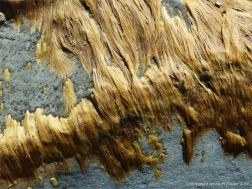 Seaweed like golden hair on rocks