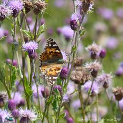 Painted Lady butterfly on Knapweed flowers