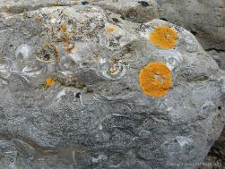 Fossils in Carboniferous Limestone