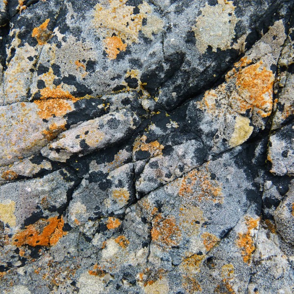 Natural pattern of lichens on limestone rock