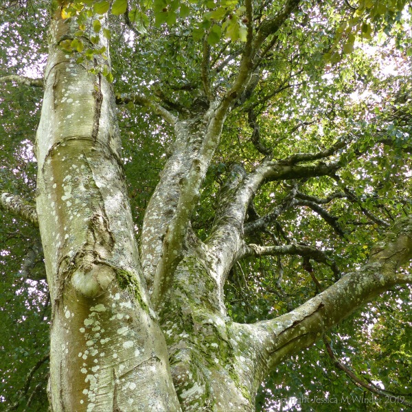 An old beech tree