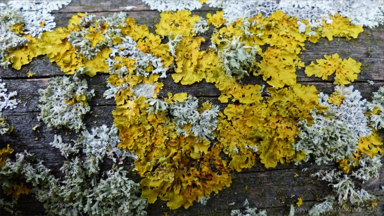 Close-up of lichens growing on wooden fencing