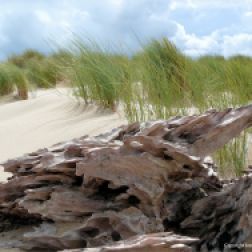 Driftwood on sand with marram grass