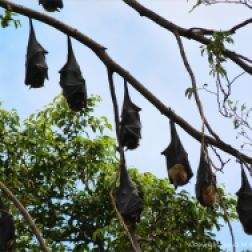 Roosting fruit bats in Queensland