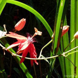 Red Rainforest Flower in Queensland