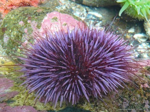 Tube feet on a sea urchin: Sea urchin with slender red tube feet extended between long purple spines