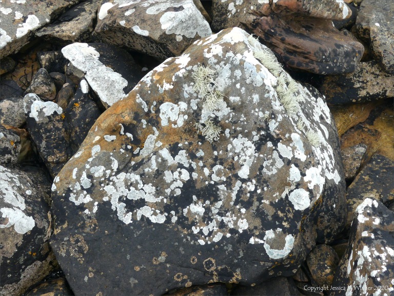 Lichen on seashore rocks