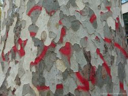 Red paint on bark