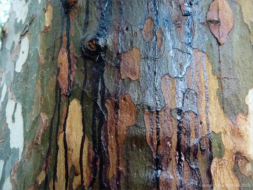 Weeping sap on plane tree bark