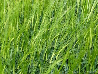 Barley growing in the field