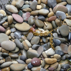 Smooth coloured pebbles at Caswell Bay