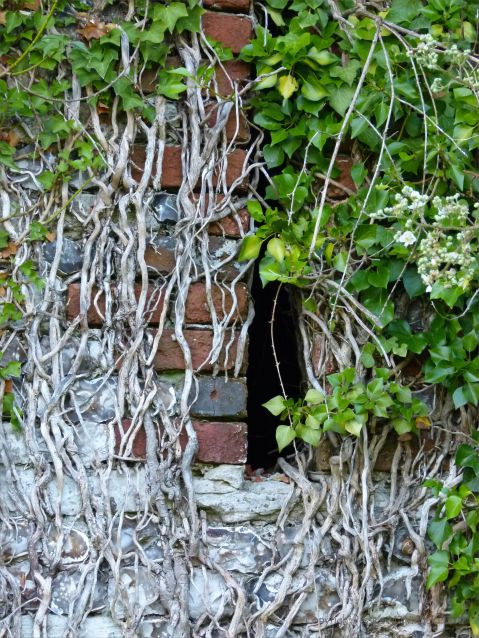 Ivy clad flint and brick walls of an old barn