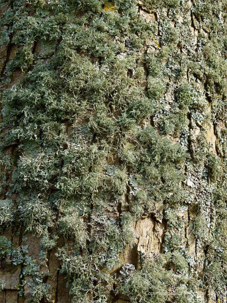 Lichens growing on a tree