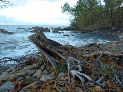 Tree stump on the shore at trinity Beach