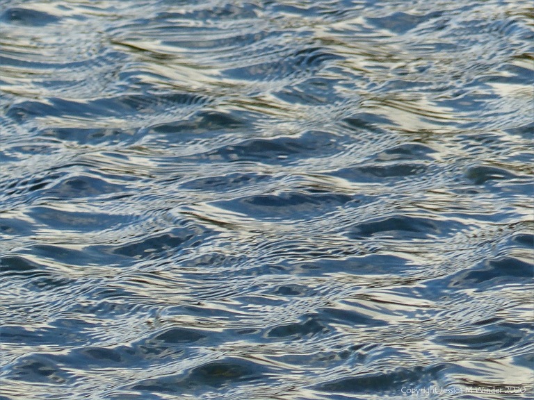 Natural ripple patterns on water in a flooded field
