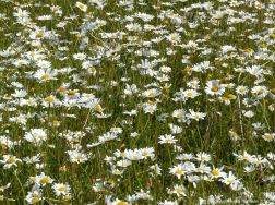 Oxeye Daisies in the British countryside