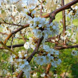 Blackthorn blossoms