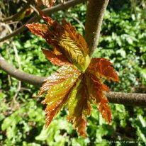 New leaves on Sycamore