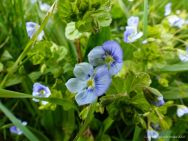 Small pale blue flowers of wild Speedwell